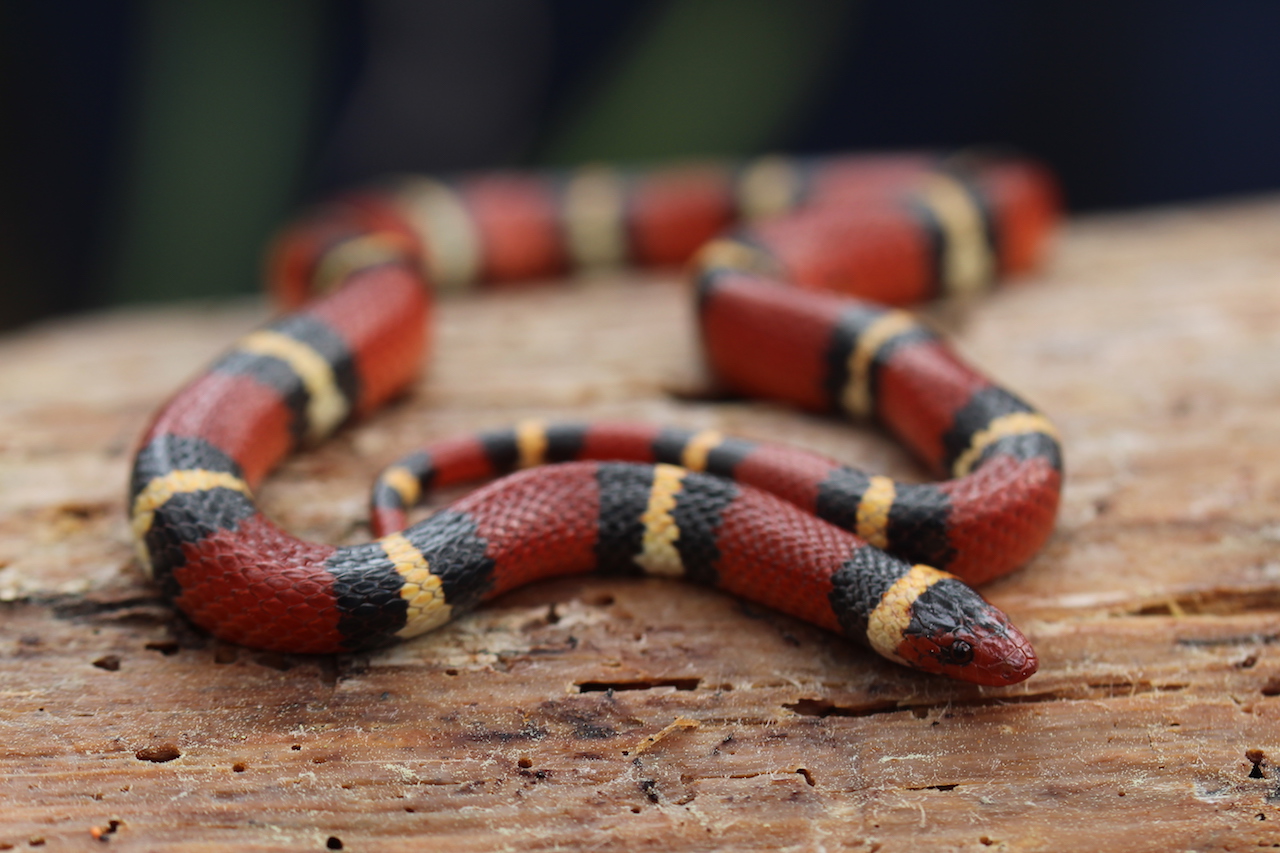 Scarlet Kingsnake