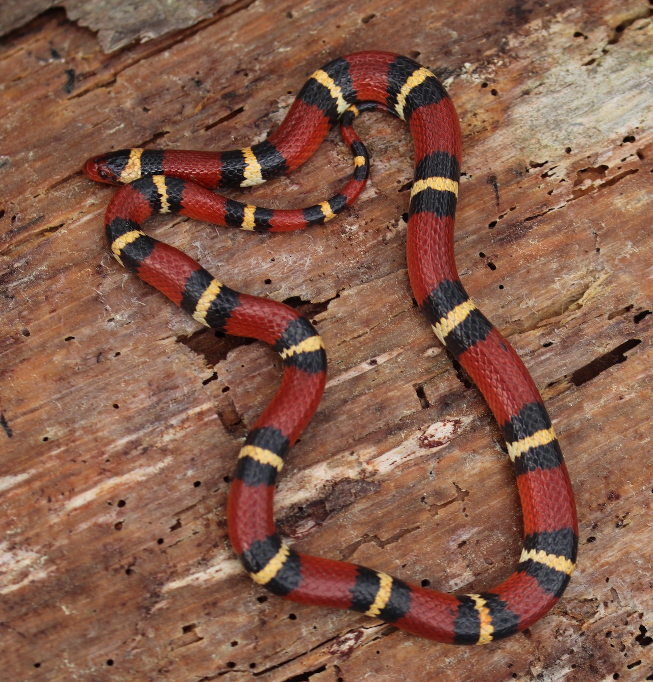 Scarlet Kingsnake