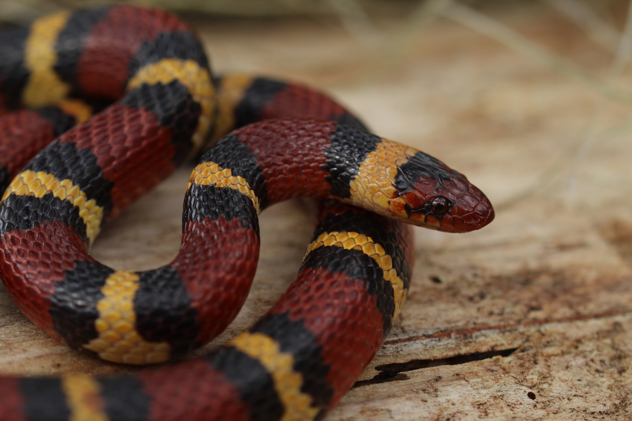 Scarlet Kingsnake