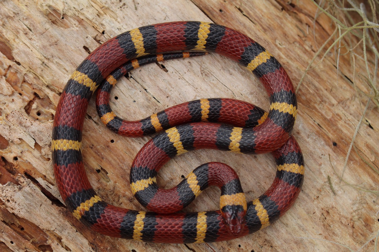 Scarlet Kingsnake