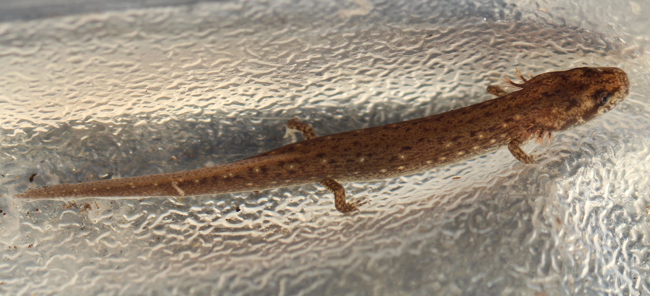 Sand Hills Salamander