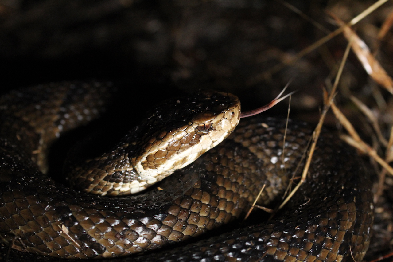 Eastern Cottonmouth