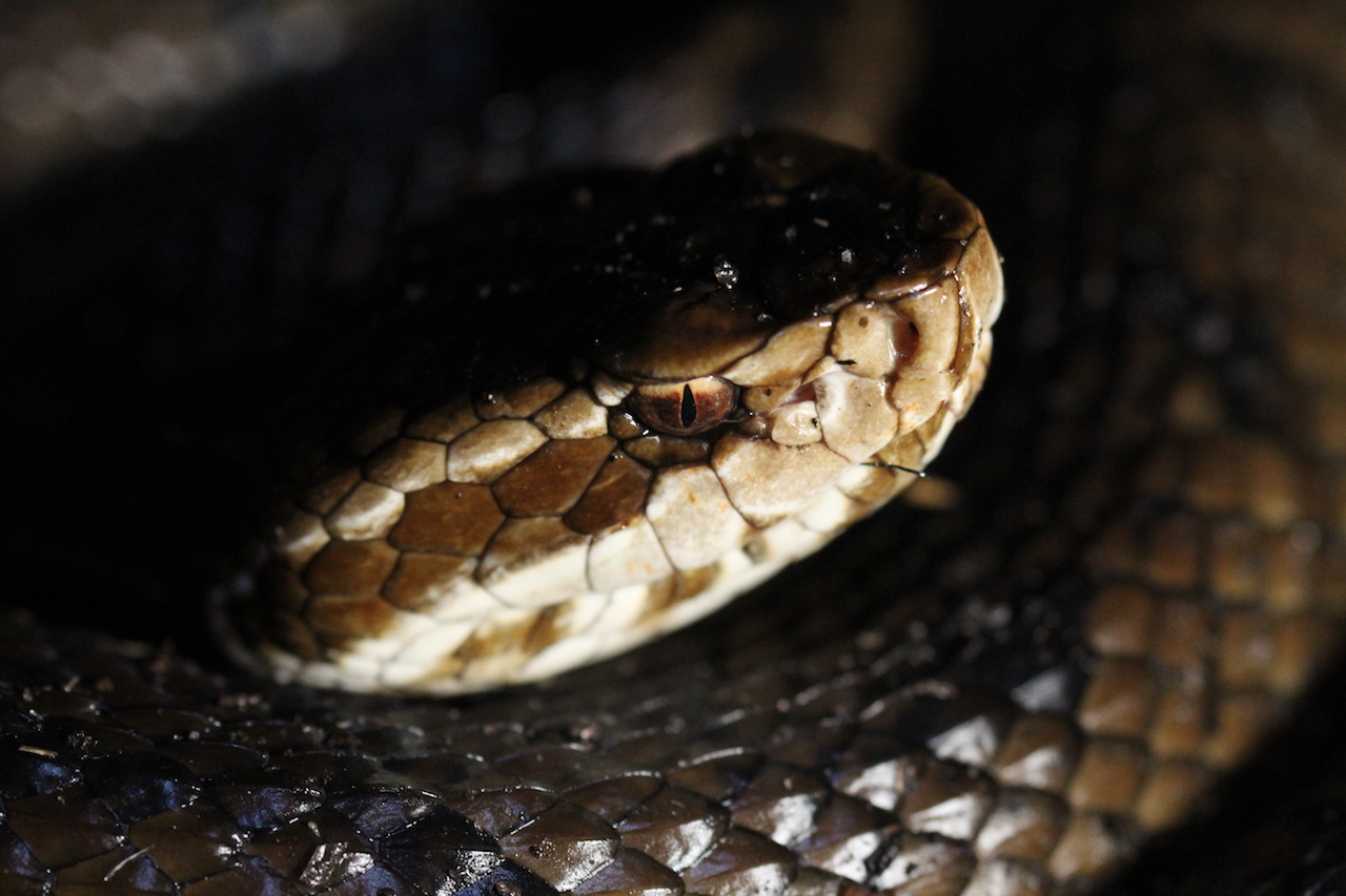 Eastern Cottonmouth