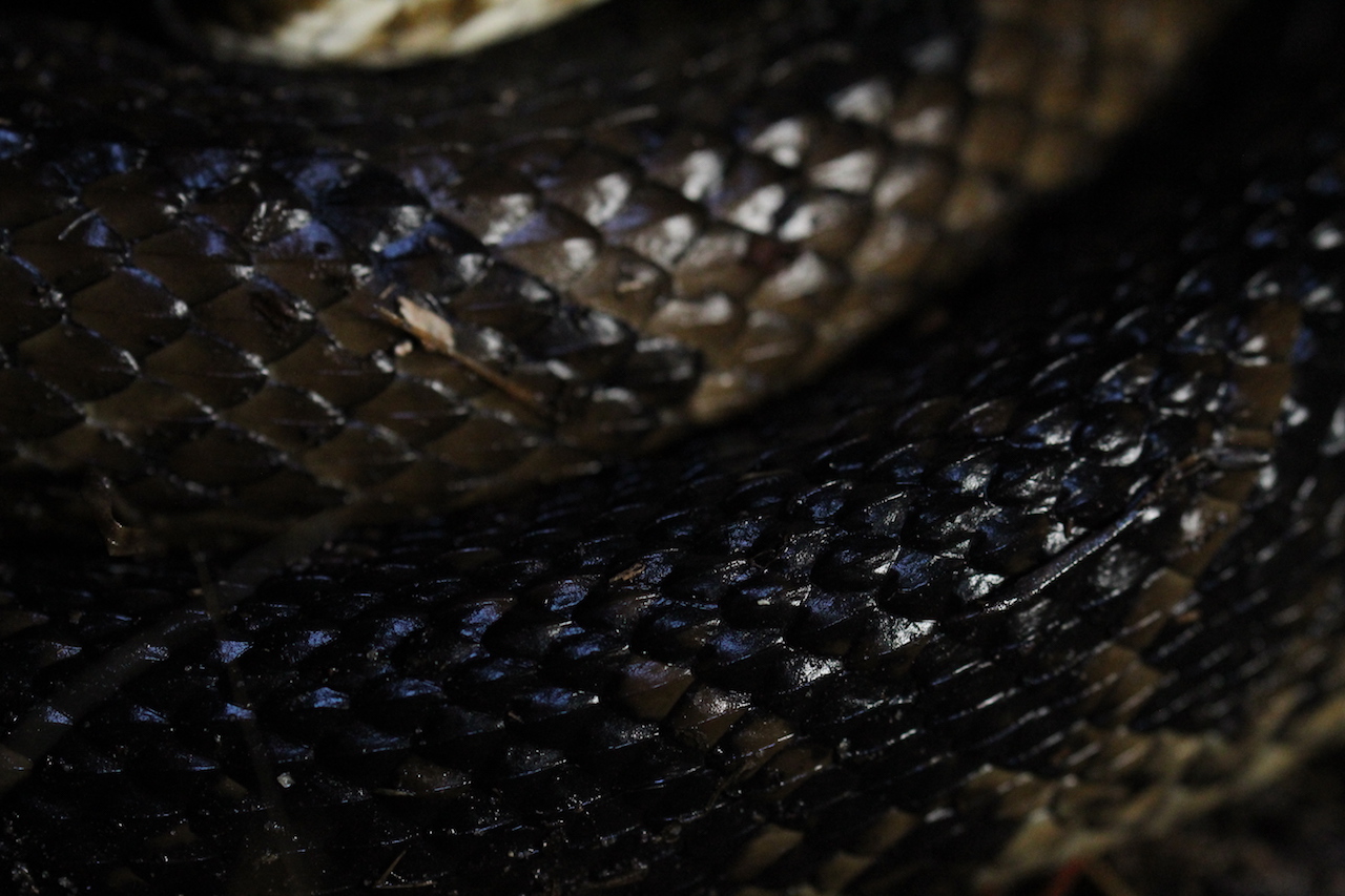 Eastern Cottonmouth