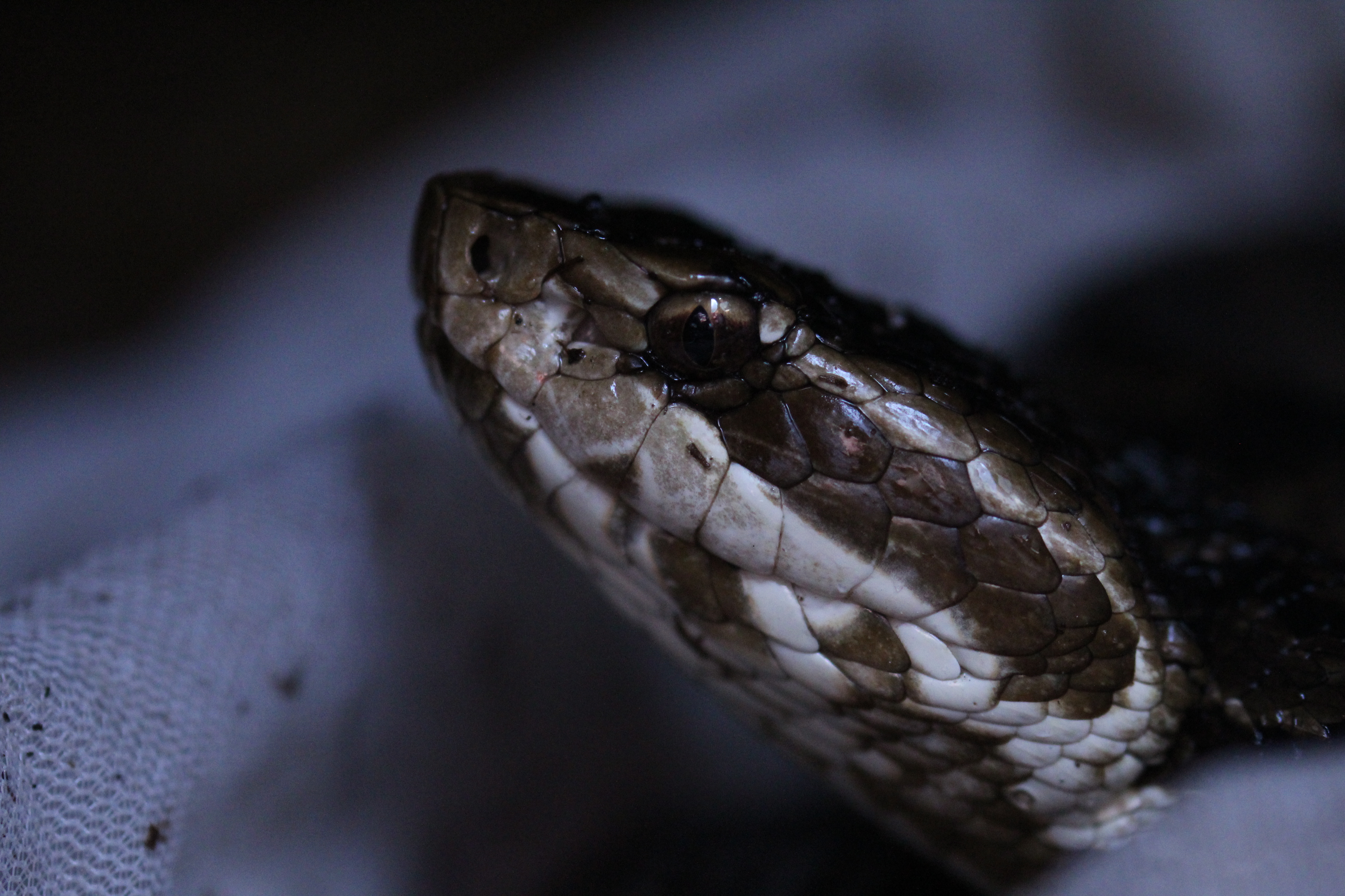 Eastern Cottonmouth