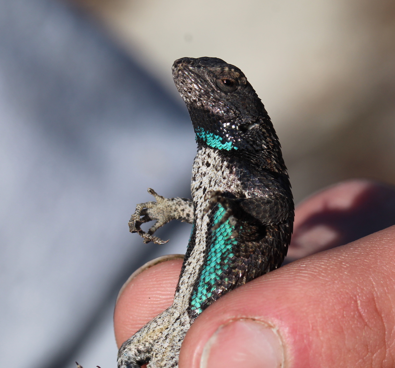 Eastern Fence Lizard