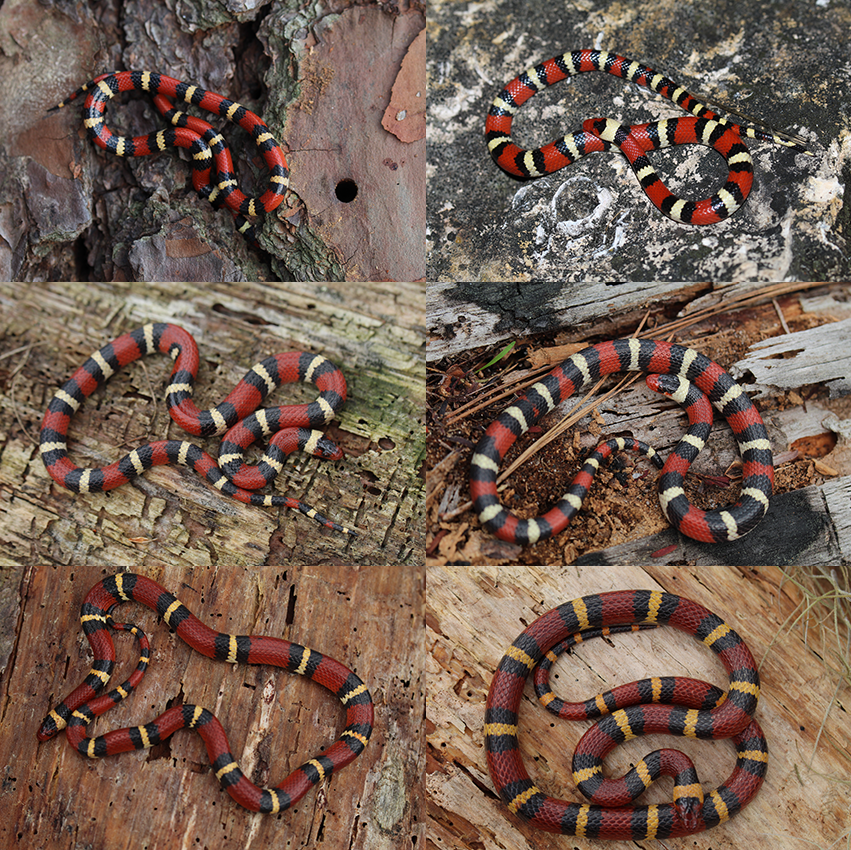 Scarlet Kingsnake Comparison