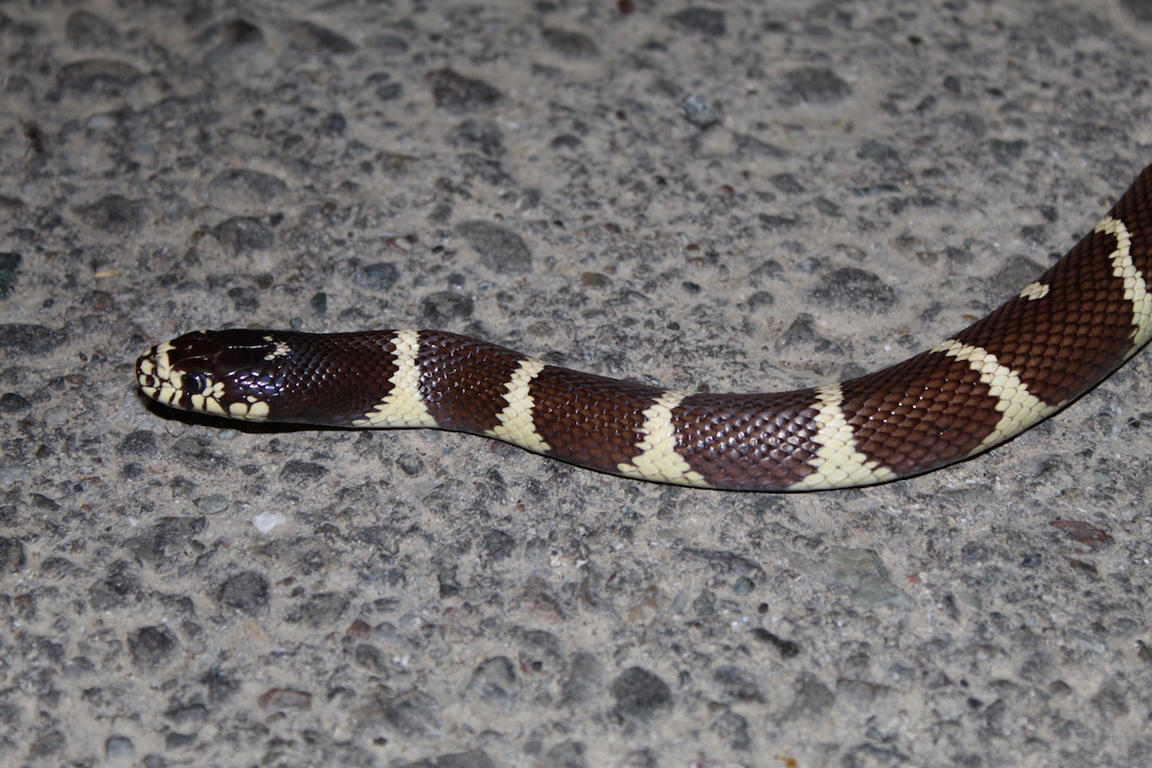 California Kingsnake