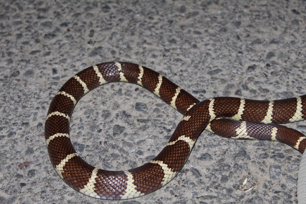 California Kingsnake