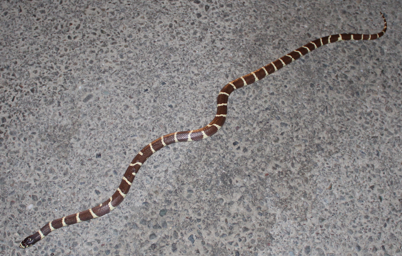 California Kingsnake