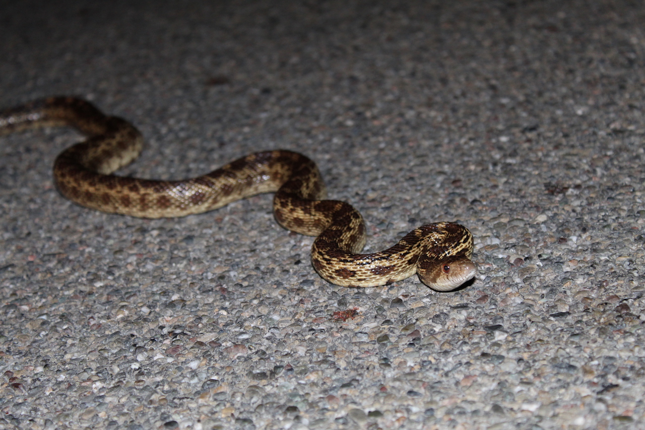 Northern Pacific Gophersnake