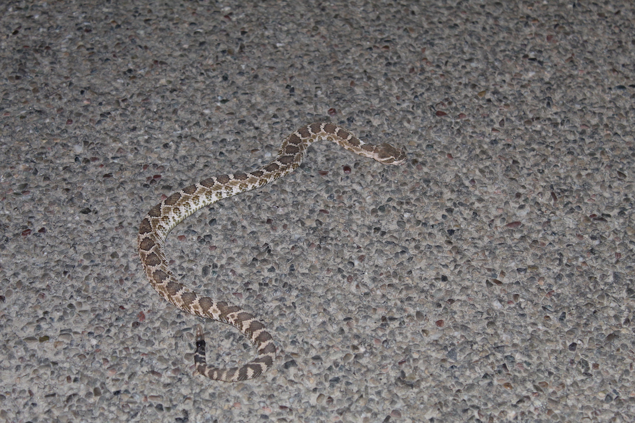 Northern Pacific Rattlesnake