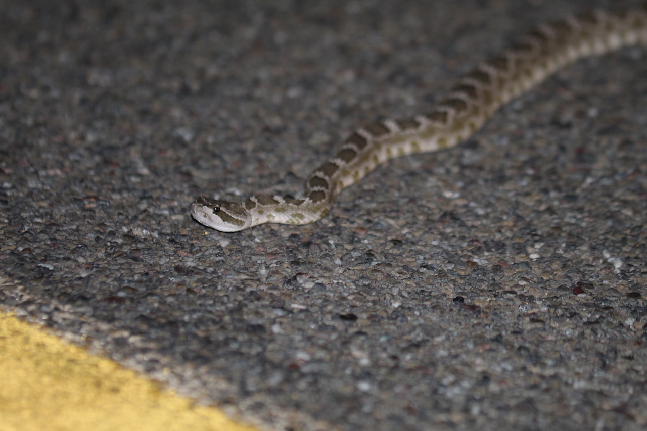 Northern Pacific Rattlesnake