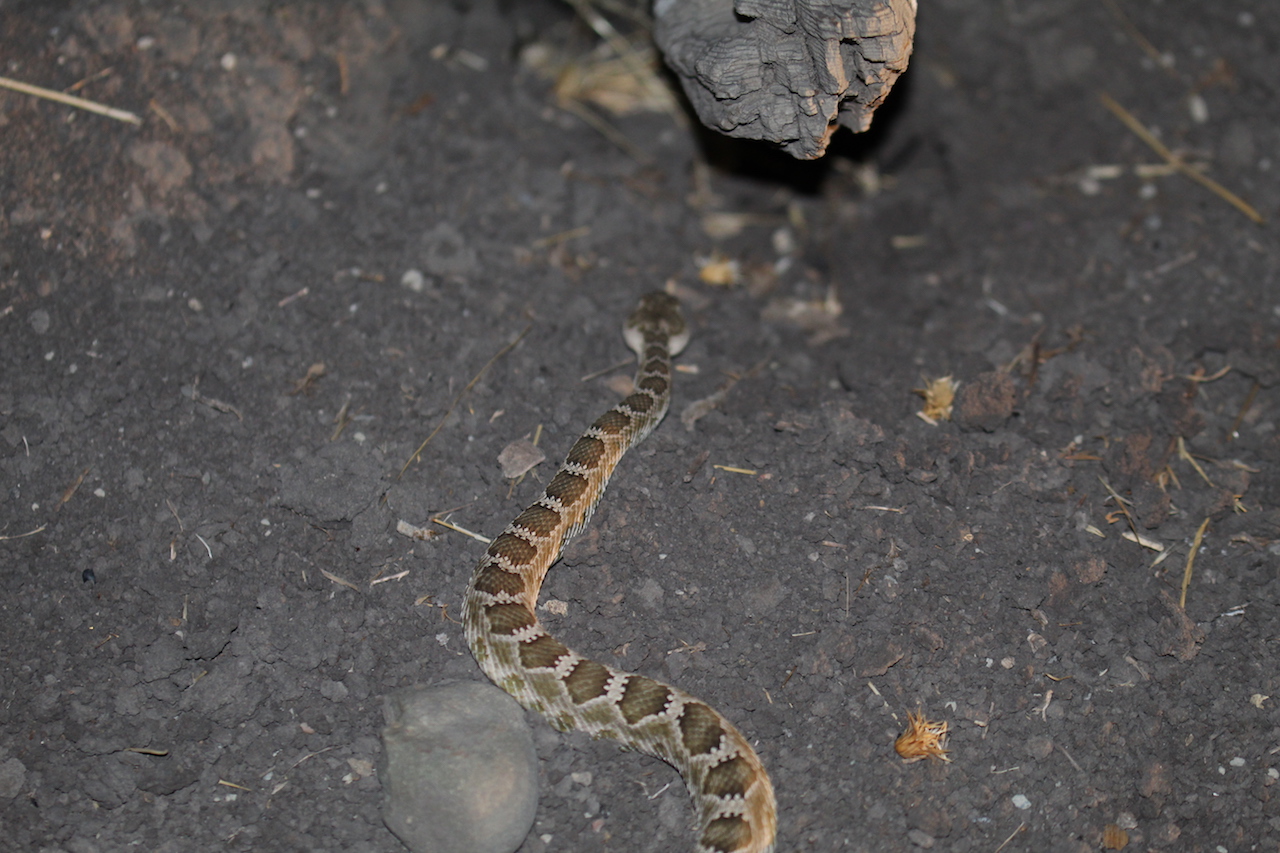 Northern Pacific Rattlesnake