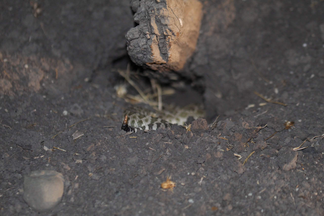 Northern Pacific Rattlesnake