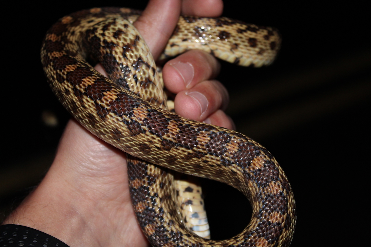 Northern Pacific Gophersnake in hand