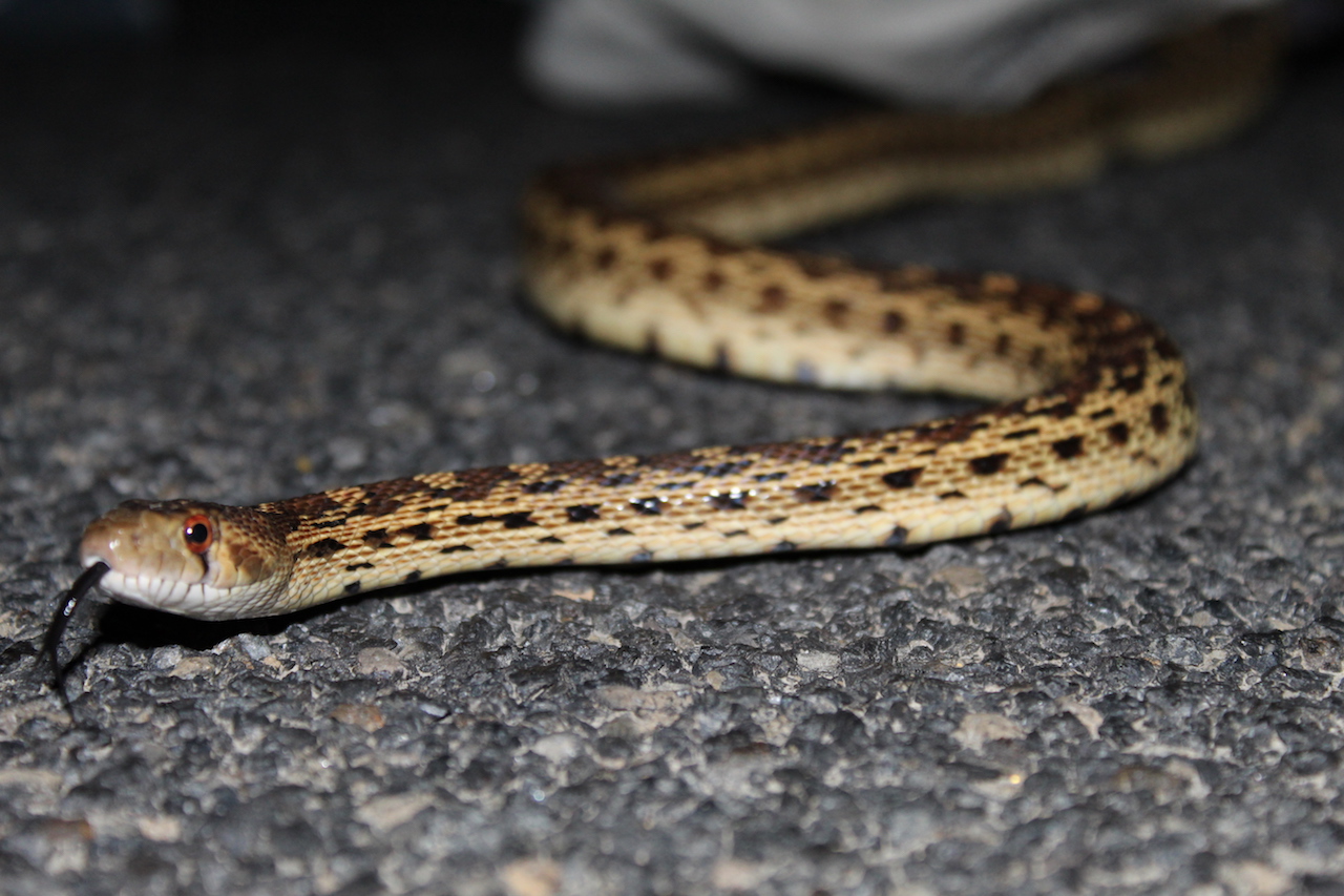 Northern Pacific Gophersnake