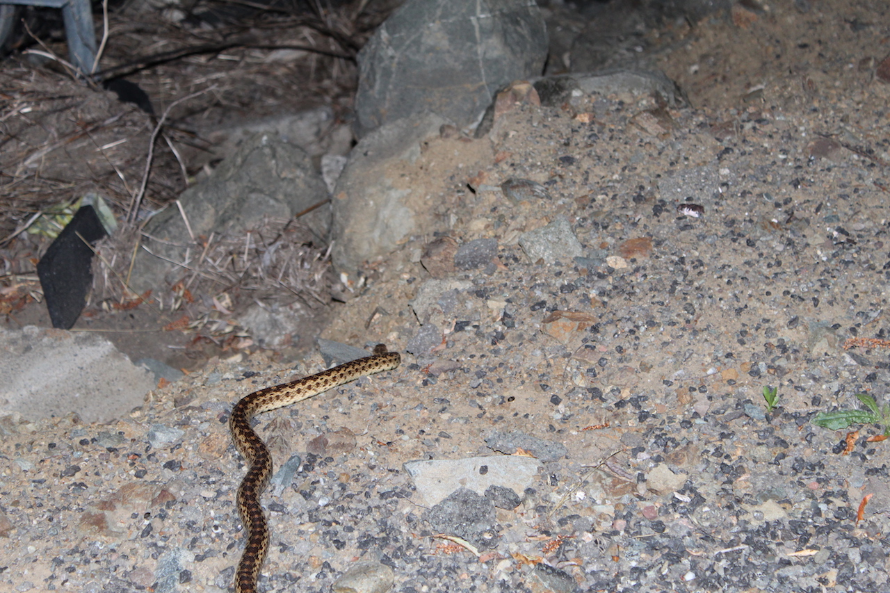 Northern Pacific Gophersnake