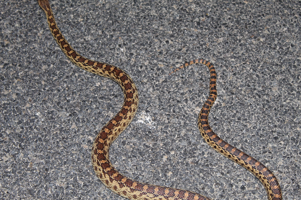 Northern Pacific Gophersnake