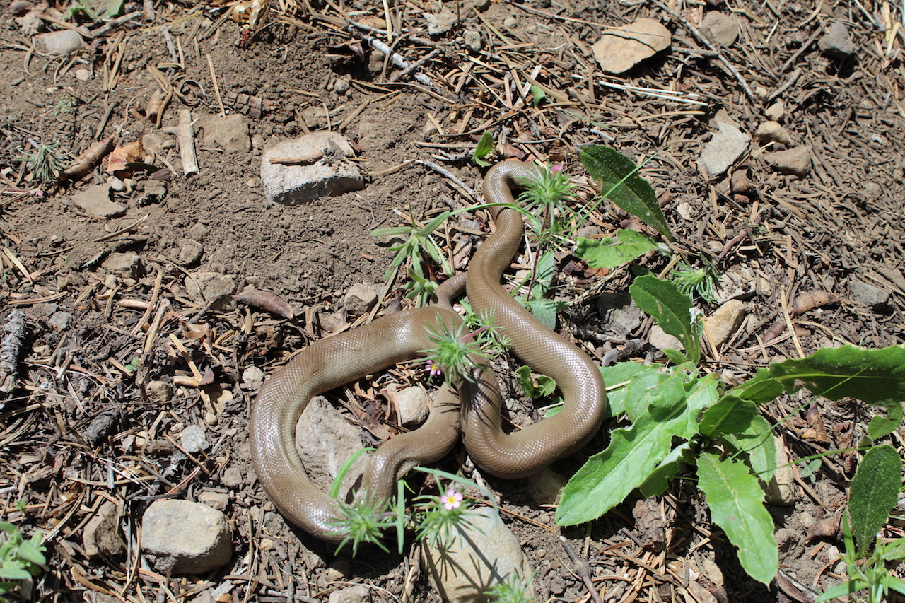 Rubber Boa