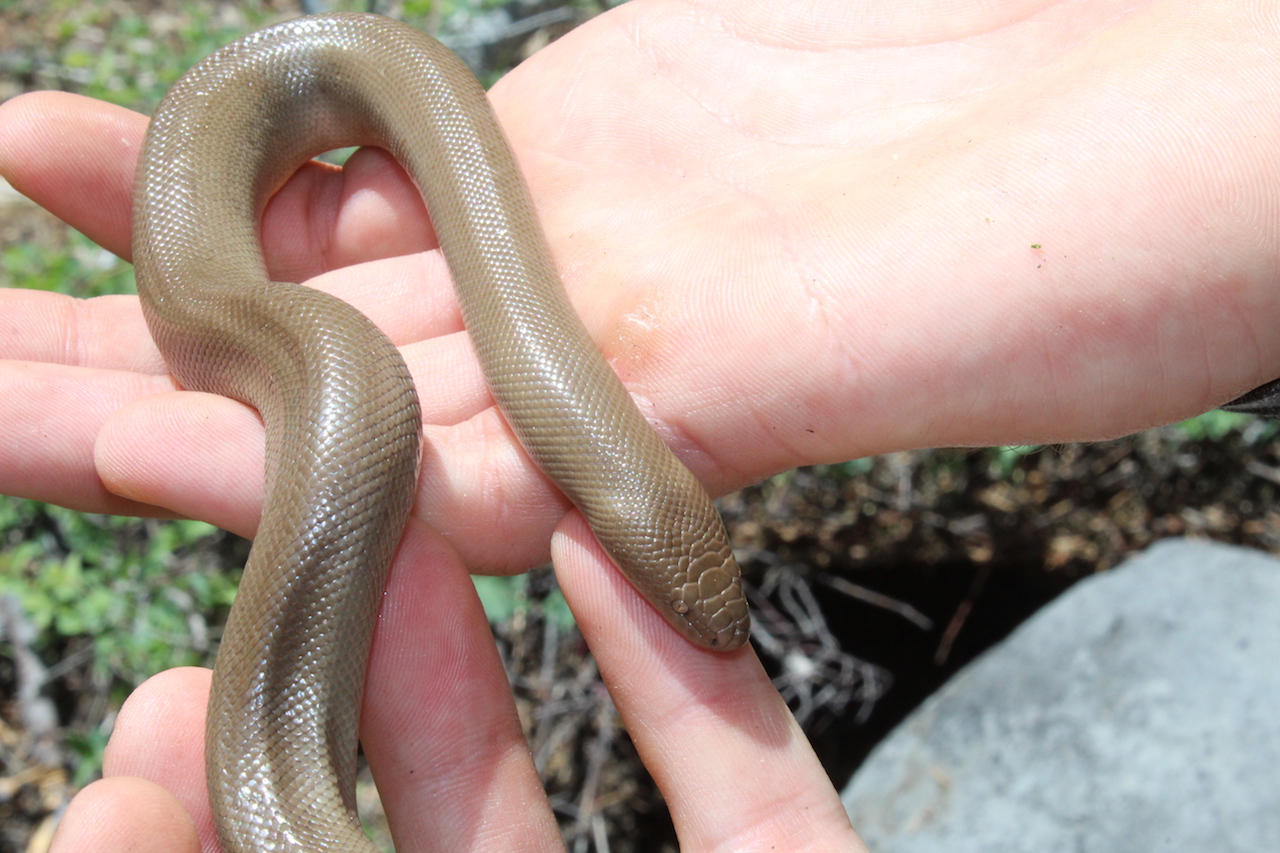 Rubber Boa