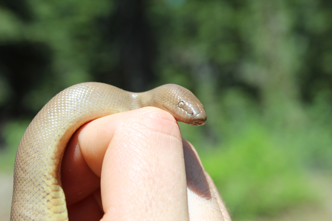 Rubber Boa