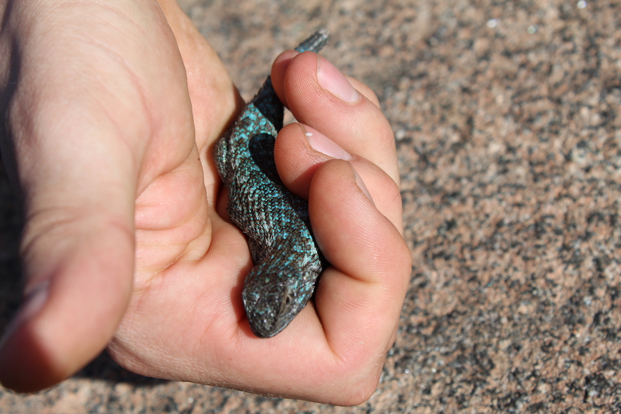 Sagebrush Lizard