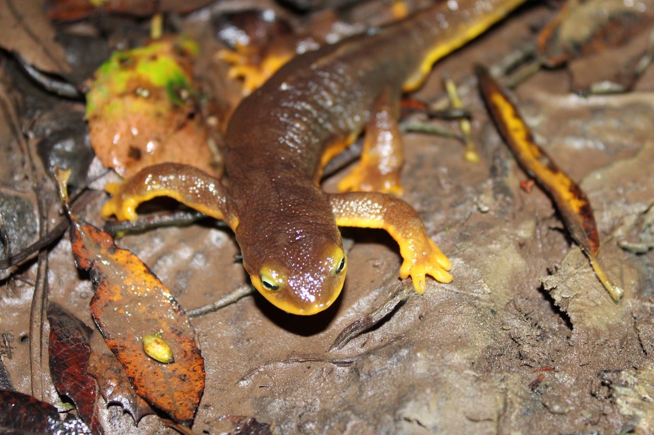 California Newt