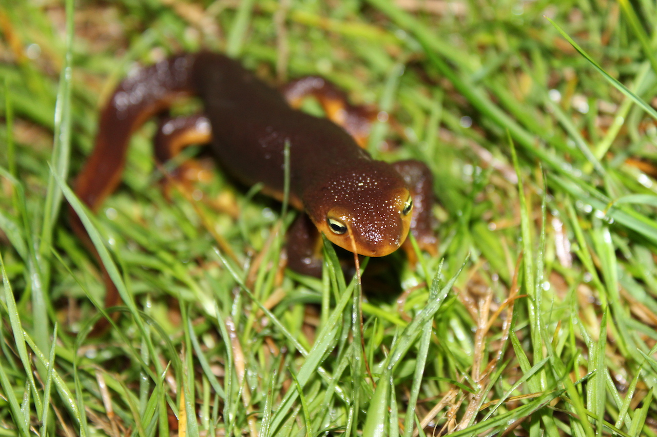 California Newt