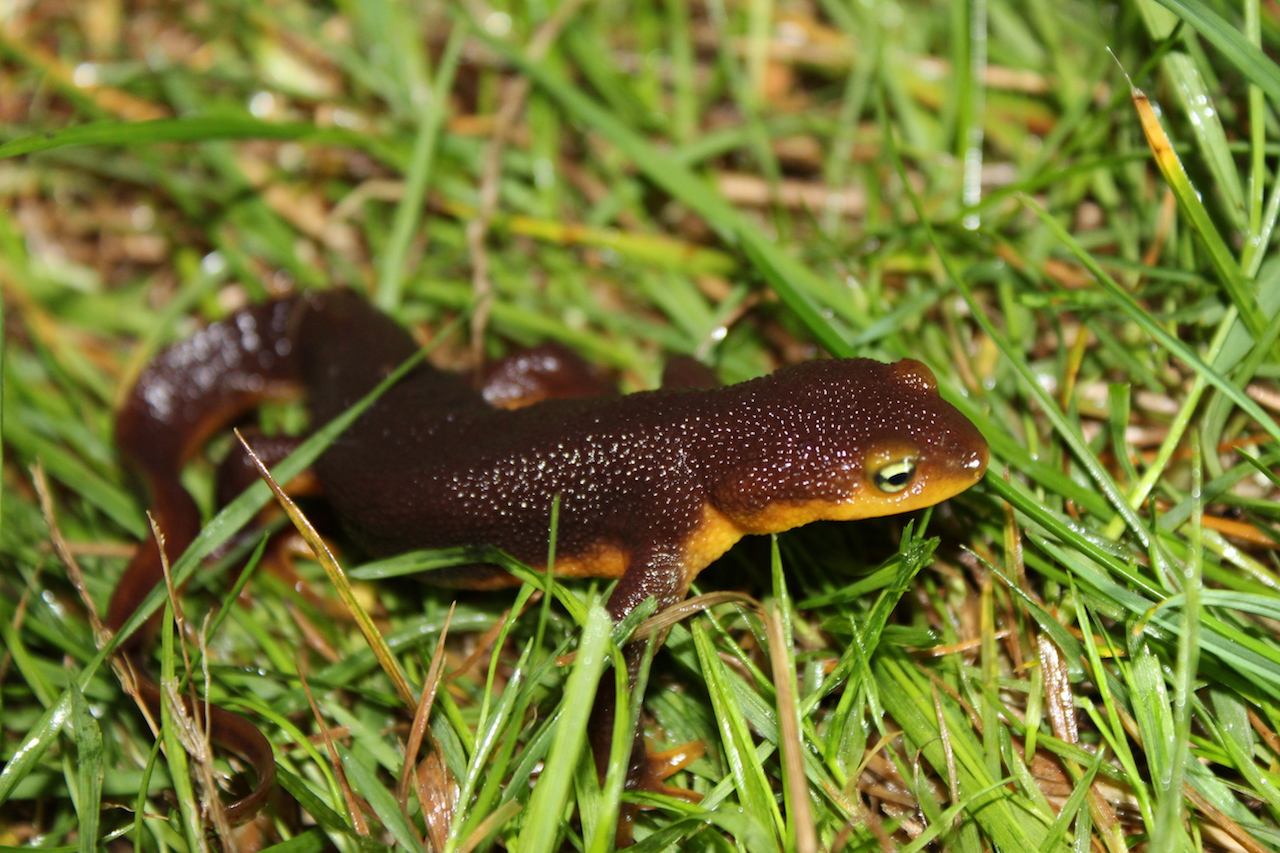 California Newt