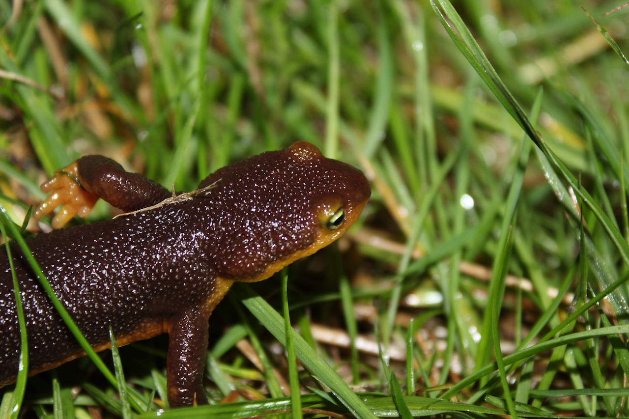 California Newt