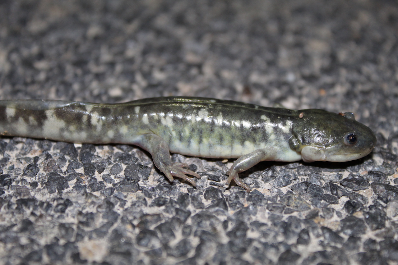 California Tiger Salamander