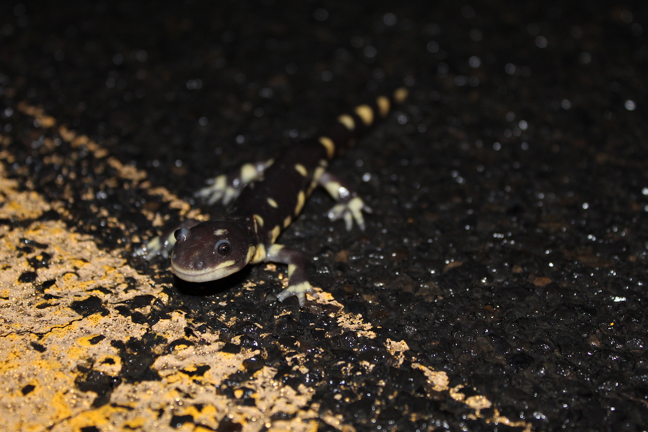 California Tiger Salamander