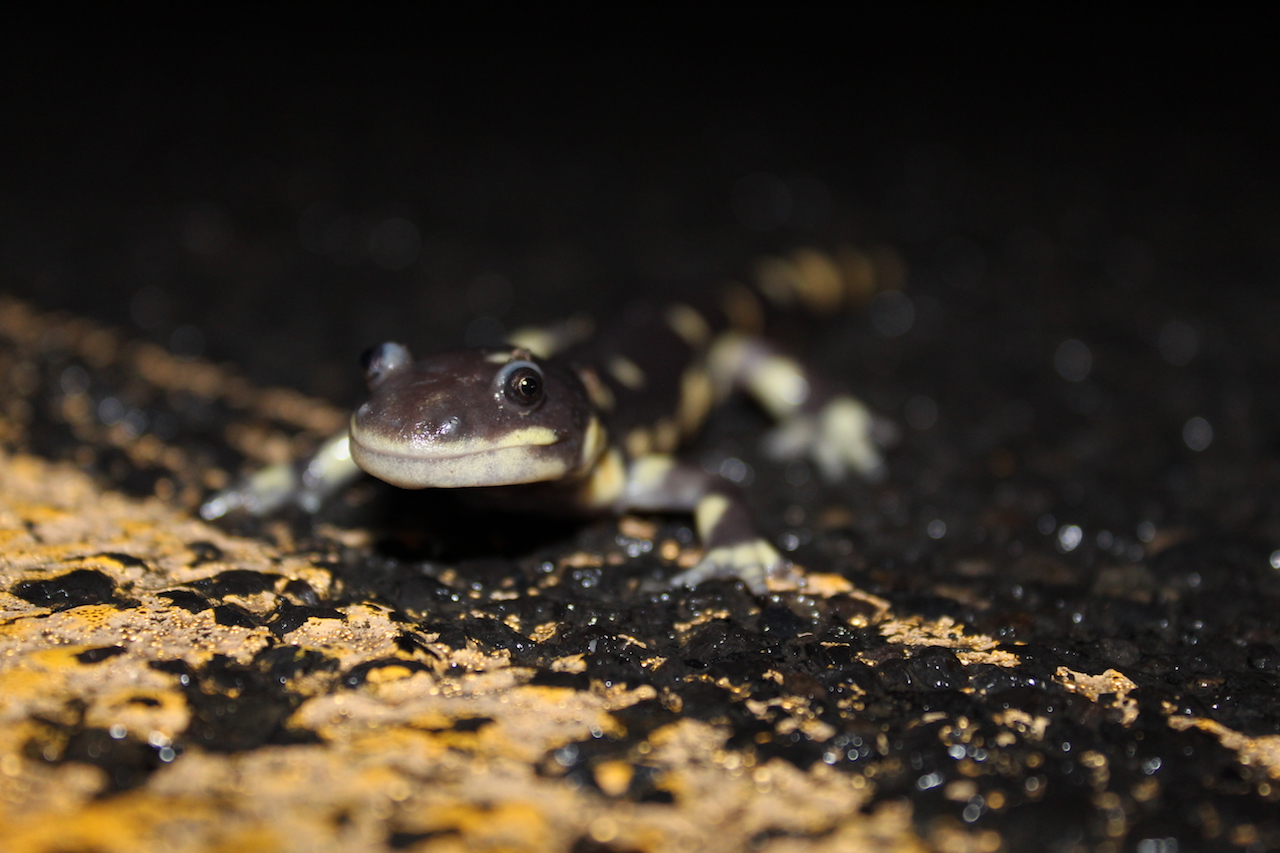 California Tiger Salamander