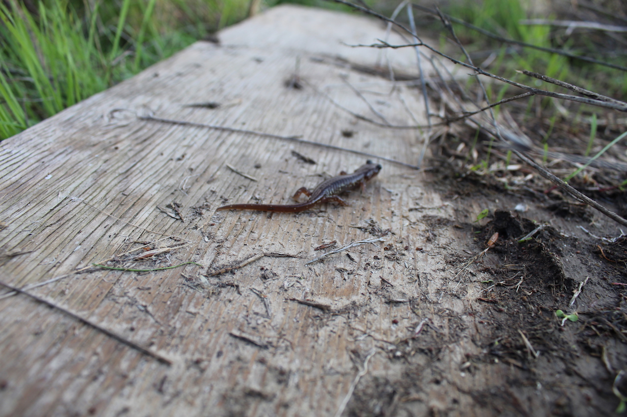 Arboreal Salamander