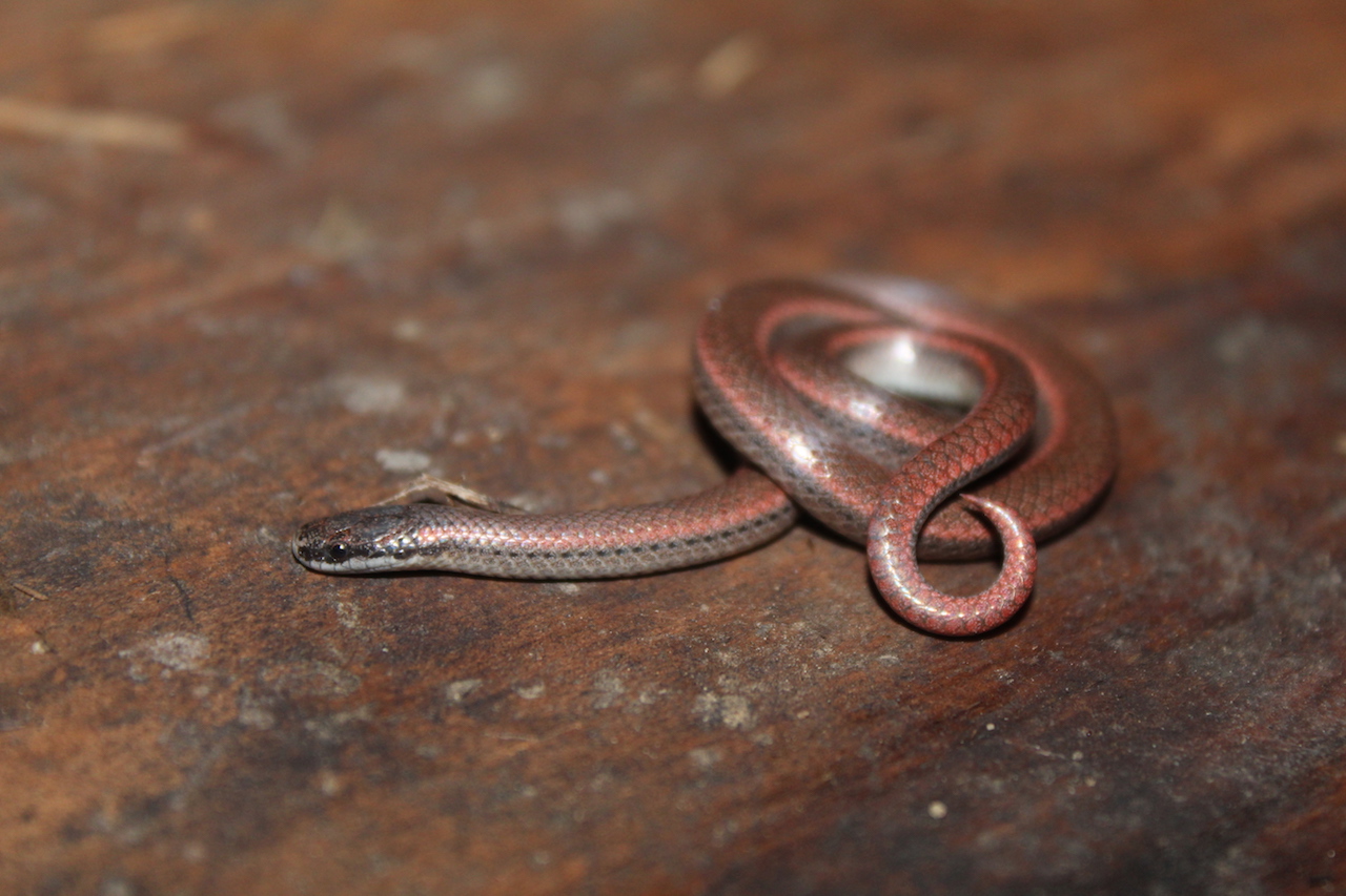 Common Sharp-Tailed Snake