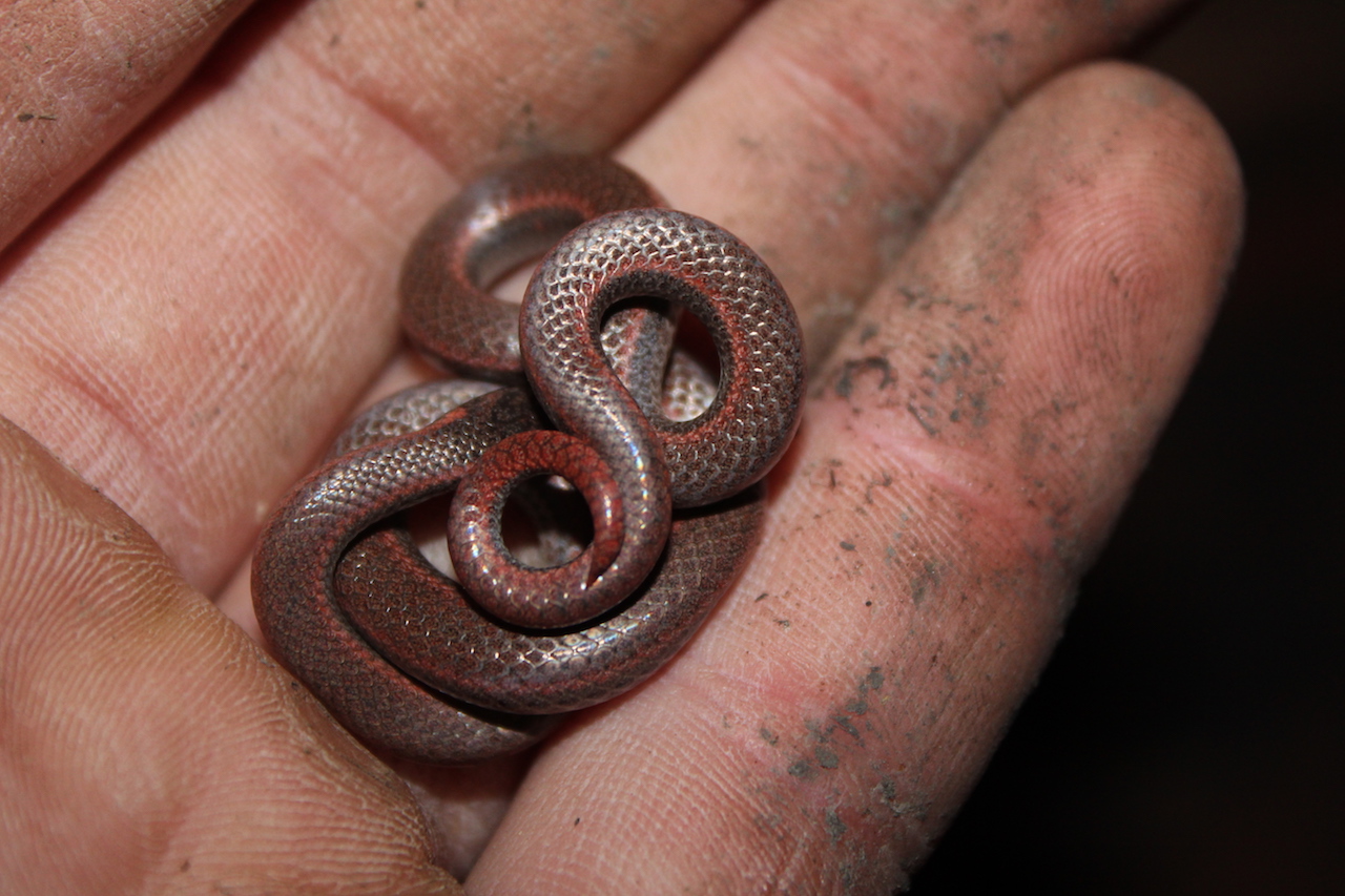 Common Sharp-Tailed Snake