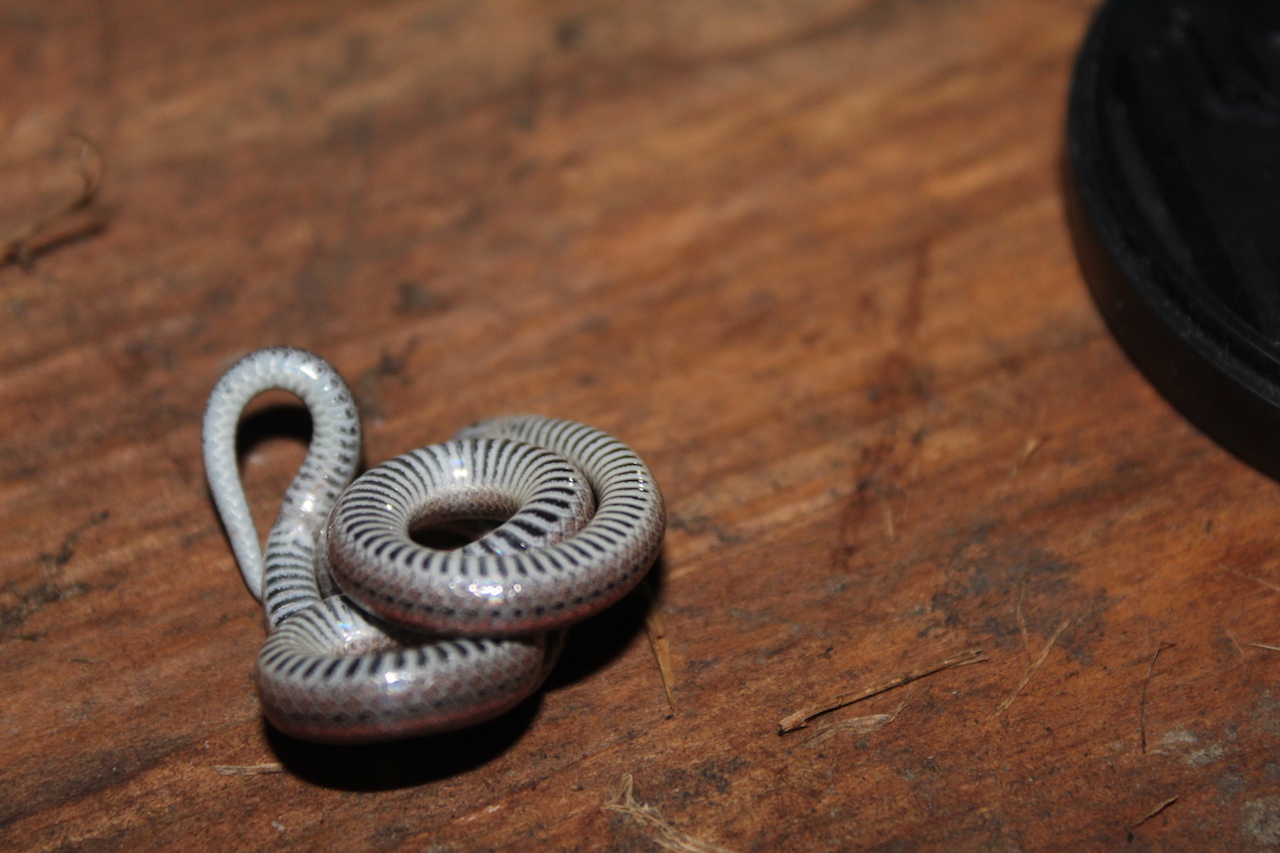 Common Sharp-Tailed Snake