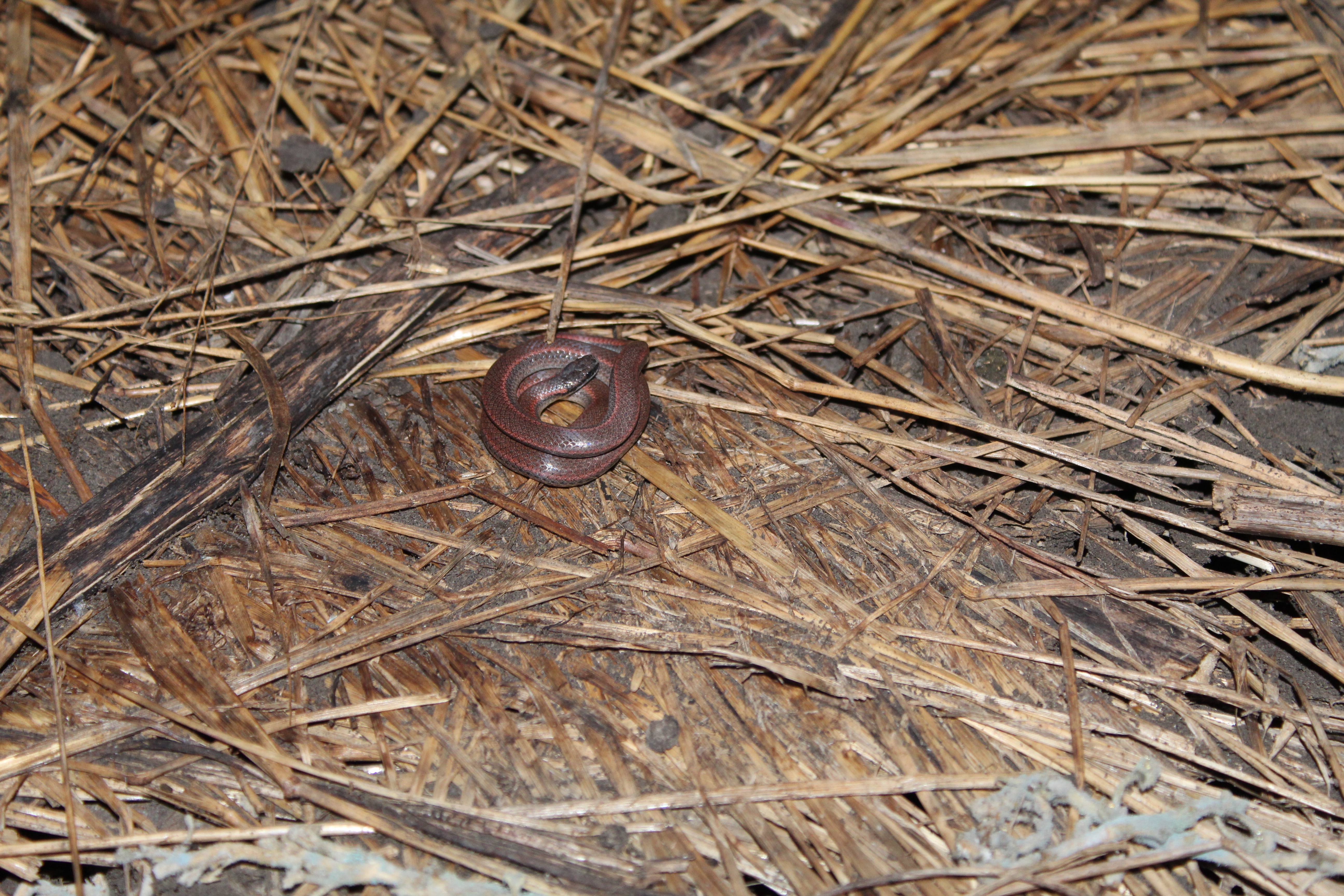 Common Sharp-Tailed Snake