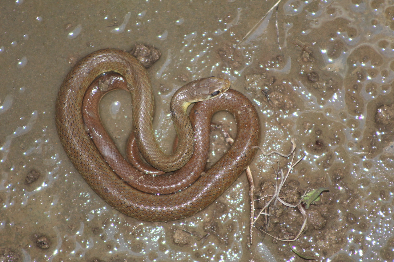 Unidentified Snake, Western Racer?