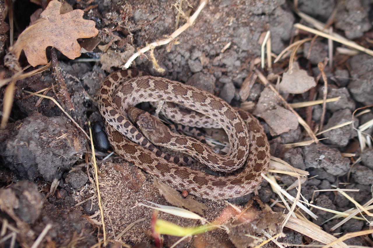 Pacific Gophersnake