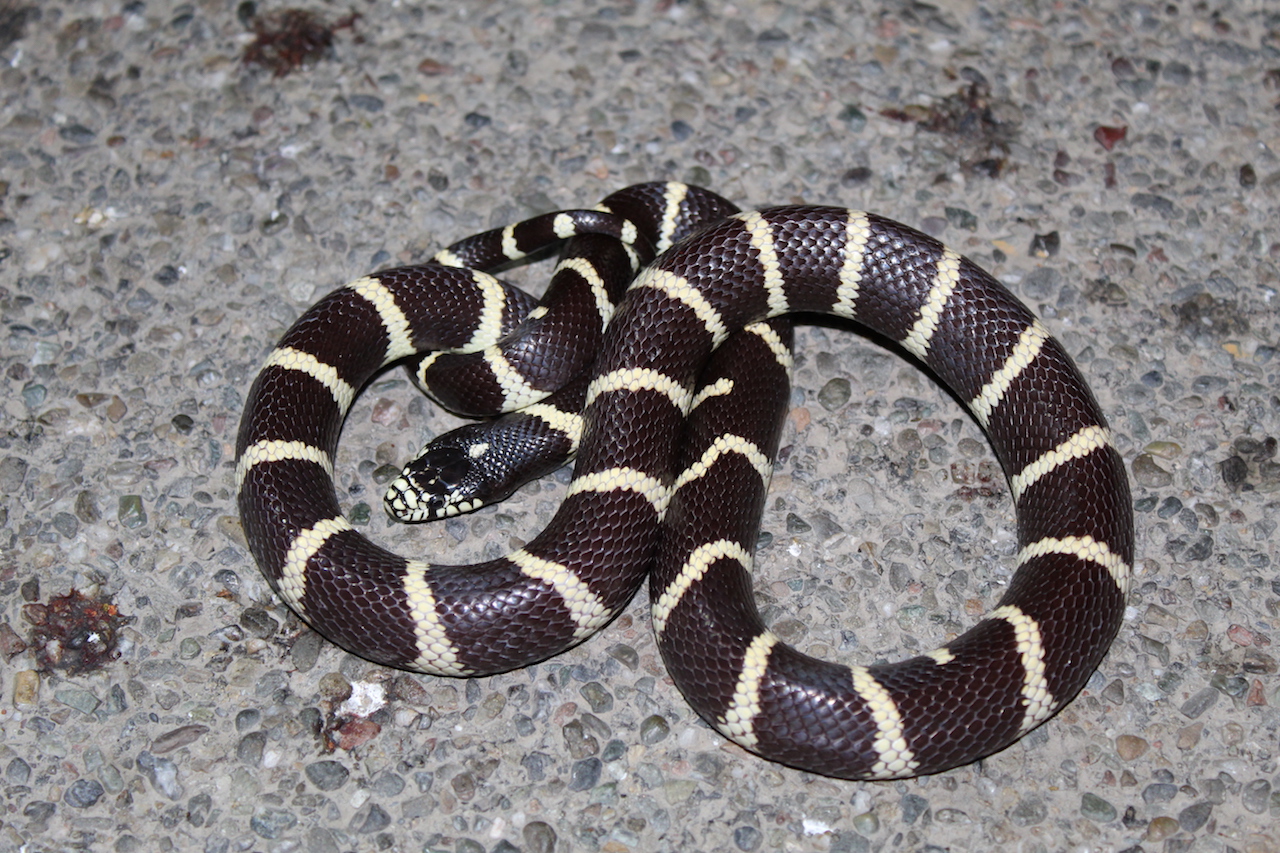 California Kingsnake