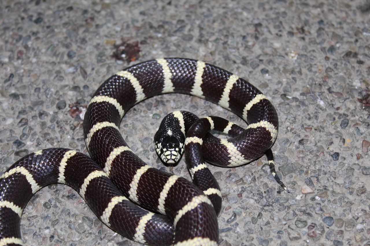 California Kingsnake