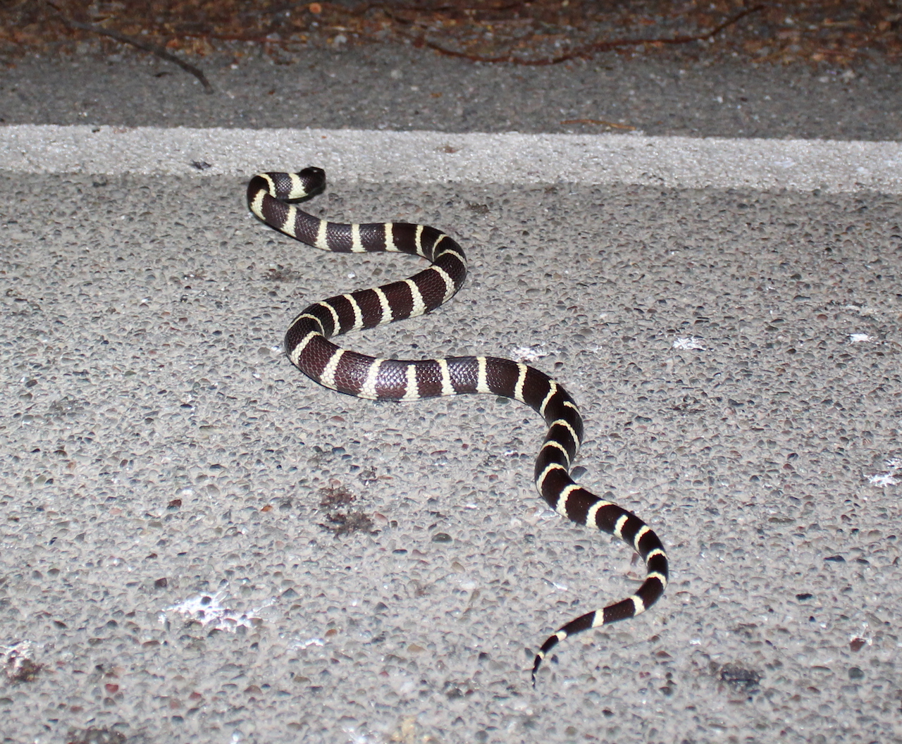 California Kingsnake