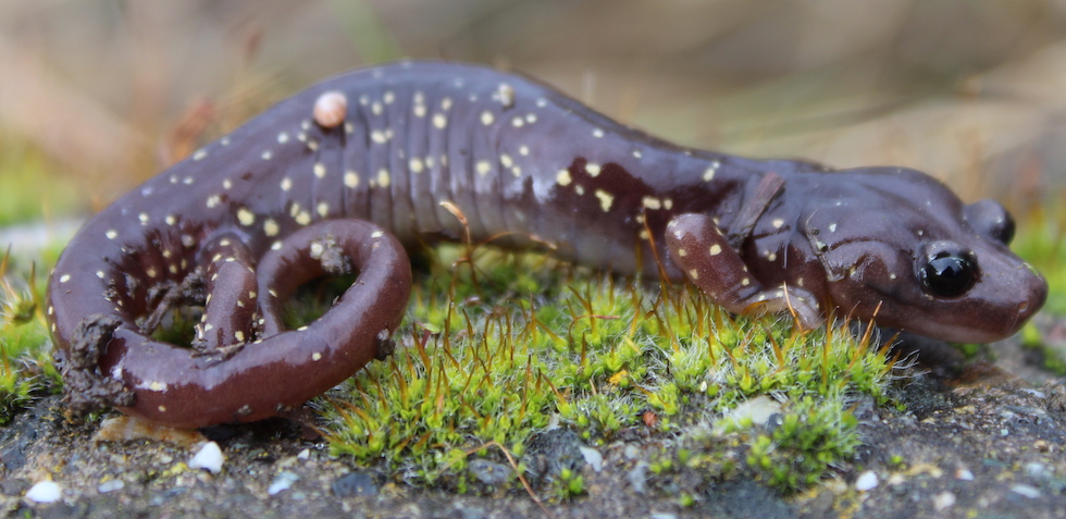 Arboreal Salamander