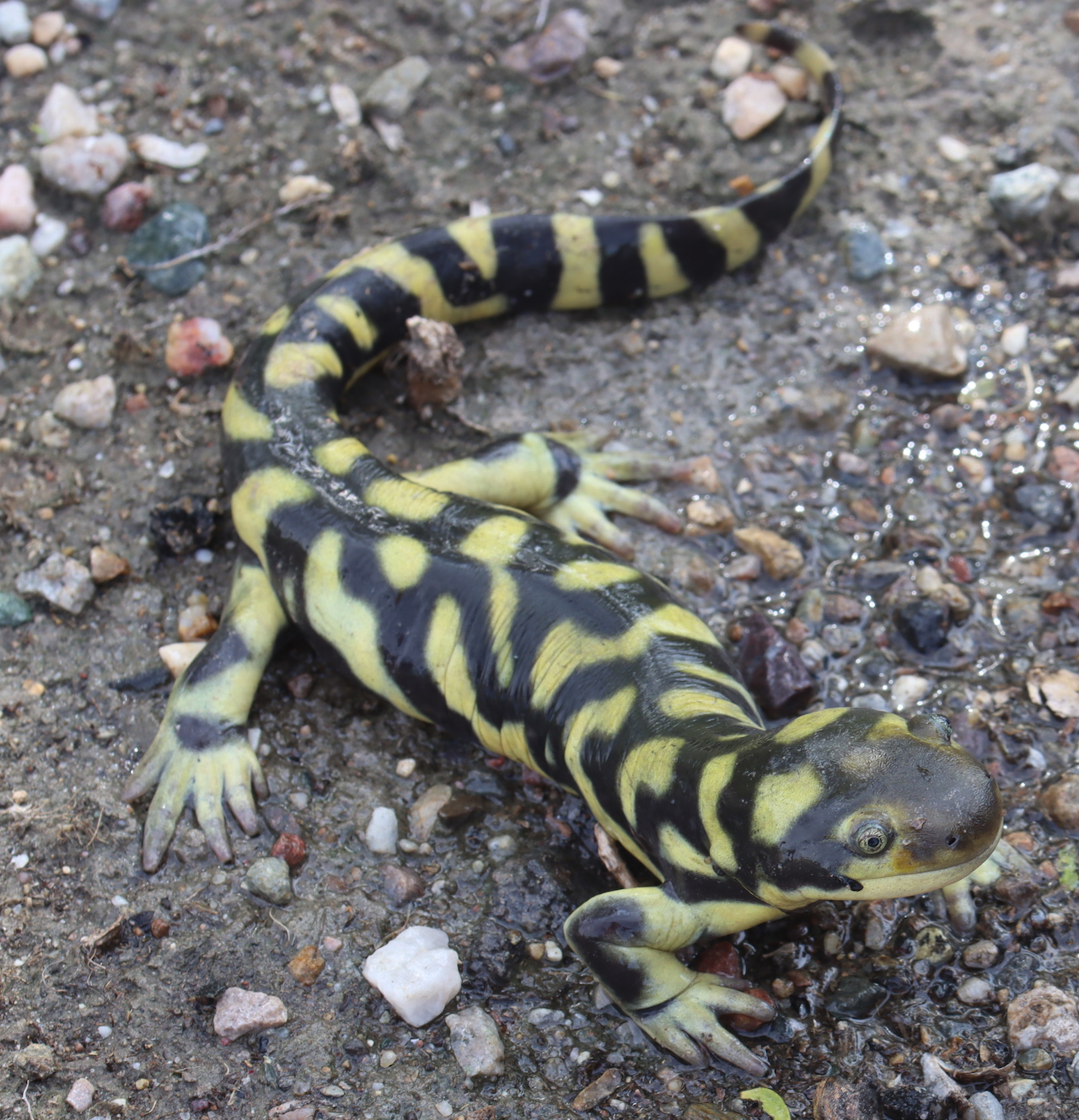 Barred Tiger Salamander