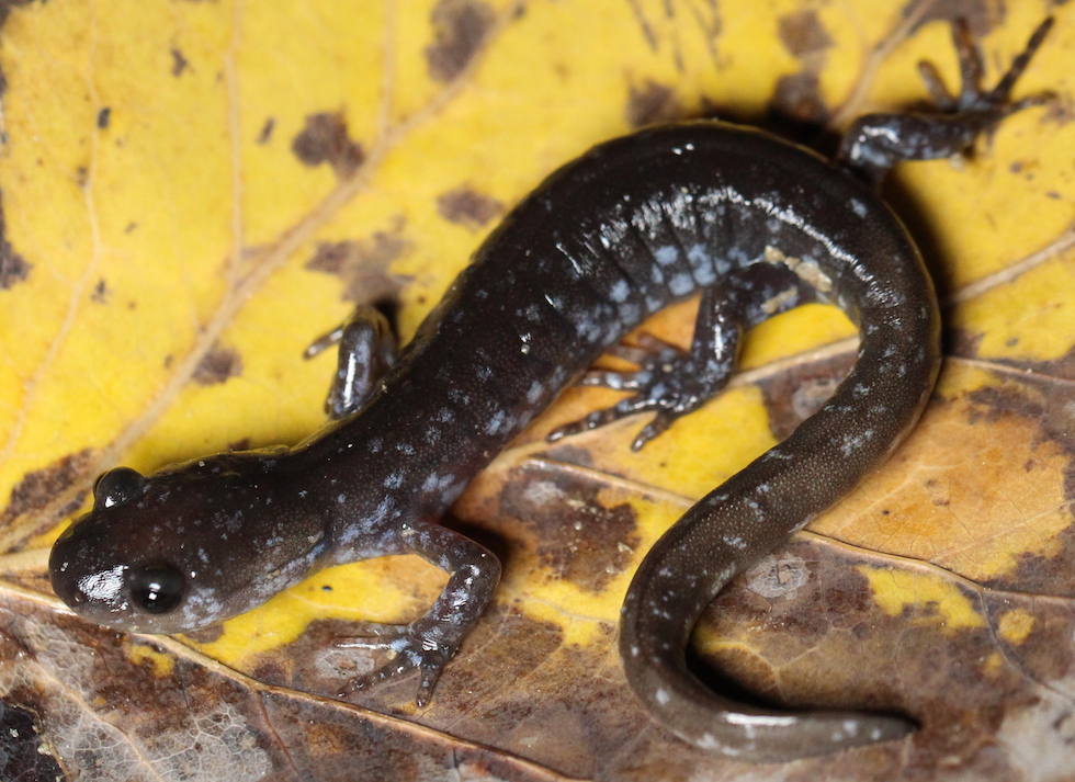 Blue Spotted Salamander