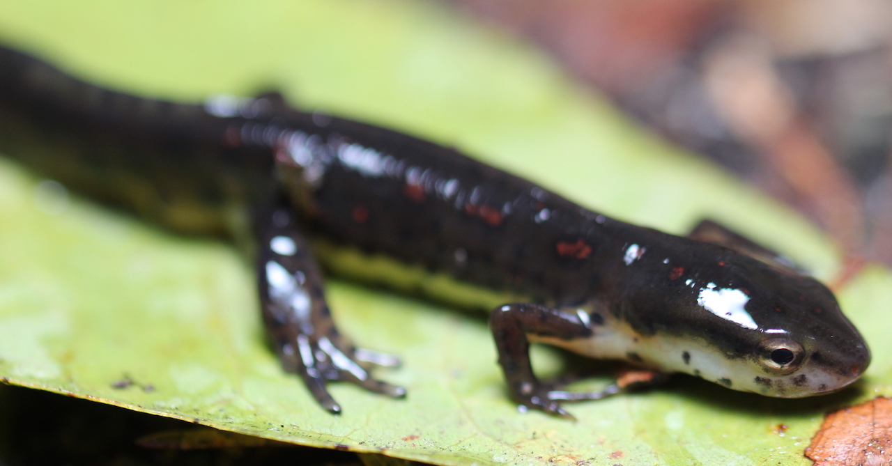 Broken Striped Newt