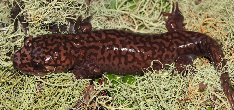 California Giant Salamander