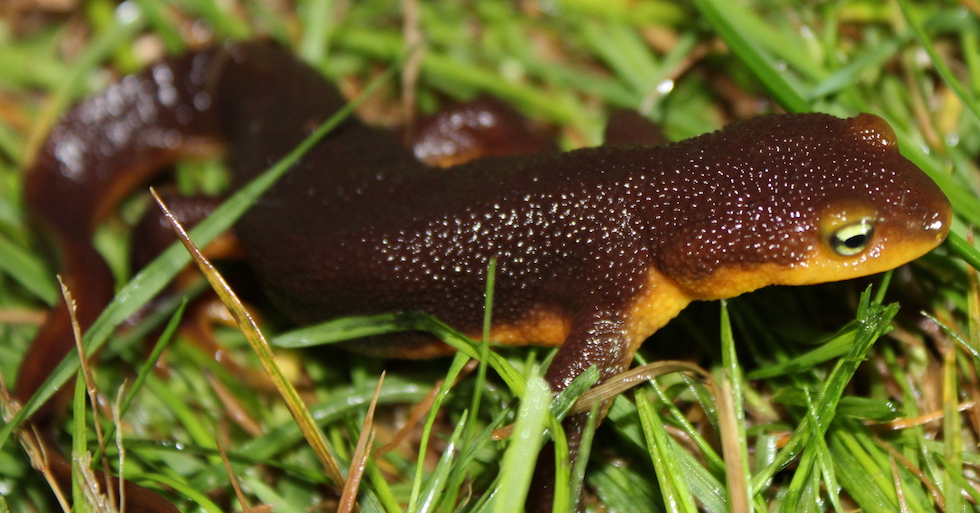 California Newt